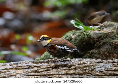 Malayan banded pitta (Hydrornis irena) is a species of bird in the family Pittidae. Other common names include the blue-tailed pitta, the Irene's pitta, the banded pitta.Bird in Thailand.