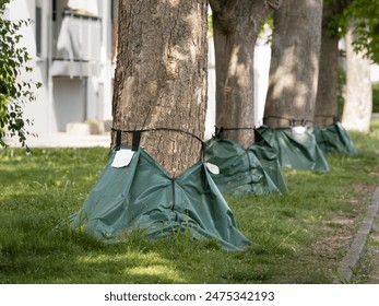 Sacs d'arrosage appliqués sur une rangée d'arbres en milieu urbain. La sécheresse de la ville a nécessité des mesures pour soutenir les vieilles plantes. Système d'irrigation en plastique pour maintenir la végétation hydratée.