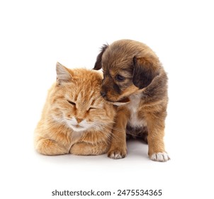 Cat and puppy isolated on a white background.