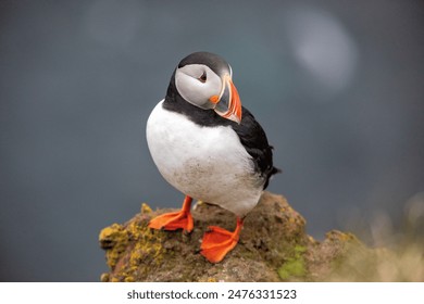 roztomilý papuchal stojící nad oceánem