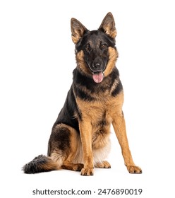 Cane pastore tedesco adulto seduto e ansimante, che guarda la telecamera, isolato su bianco