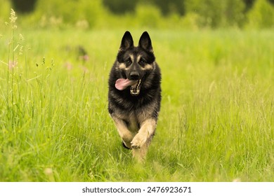 Pastore tedesco che corre. Bellissimo cane di razza fotografato all'aperto nella natura. Bellissimo pastore tedesco che si gode la vita.