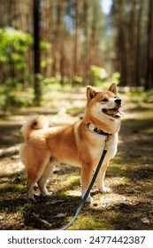 Seekor anjing Shiba Inu yang gembira berdiri dengan tali di hutan yang disinari matahari.