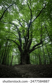 Roble dragón, segundo puesto en la categoría de Árbol europeo del año 2023. Roble gigante de 700 años de antigüedad ubicado en un bosque sobre el pueblo de Lozorno, Eslovaquia