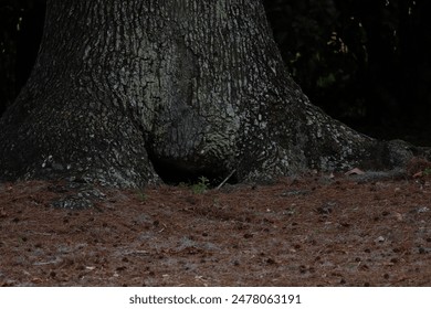 La base di un grande albero con una cavità prominente nel tronco. La corteccia ruvida e gli aghi di pino circostanti creano una scena naturale e rustica.