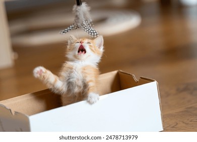 Anak kucing kecil berwarna merah muda yang lucu dengan mulut terbuka bermain di dalam kotak kecil dengan mainan. Menyenangkan bagi kucing. Hewan peliharaan