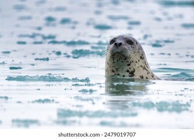 Gros plan d'un phoque commun nageant dans des eaux glacées, avec un arrière-plan flou de glace flottante