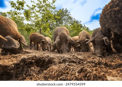 Maiali mangalica pelosi che cercano cibo nel fango in una giornata di sole in fattoria, con alberi e cielo azzurro