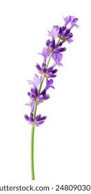 Bloemlavendel, therapeutische kruiden, geïsoleerd op witte achtergrond.