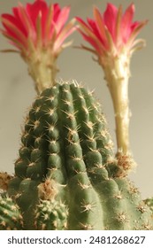 صورة مقربة لنبات الصبار Echinopsis tubiflora، مع الزهور الحمراء القرمزية.