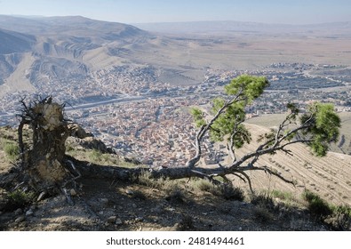 un copac căzut cu vedere panoramică de la munte la oraș, în Atlasul înalt Maroc