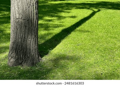 O tronco de uma árvore velha, uma bela sombra na grama verde brilhante em um dia ensolarado de verão.