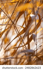 Un jour d'hiver où le vent souffle à travers les roseaux secs qui se dressent près du lac gelé, où le soleil vient juste de sortir
