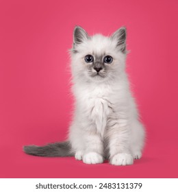 Roztomilé chlpaté mačiatko Birmanskej posvätnej, sediace vpredu. Pri pohľade na fotoaparát s typickými modrými očami plemena. izolované na melón ružové pozadie.