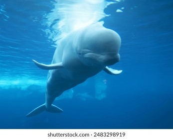 BALLENA BELUGA ANIMAL ACUÁTICO, MAR