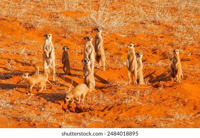Clan van stokstaartjes in de rode Kalahari-woestijn van Zuid-Afrika