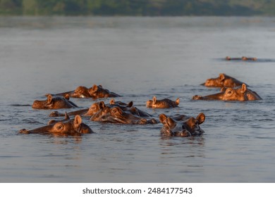 Hippo family (Hippopotamus amphibius) in the Murchison Falls National park. Lazy hippos in the pool. Herd of fat hippos in the water. Safari in Uganda.