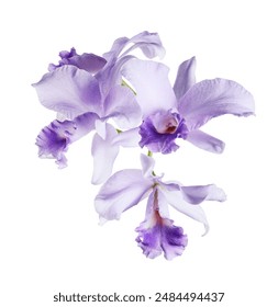 Orkid Cattleya, Orkid Violet diasingkan pada latar belakang putih, dengan laluan keratan