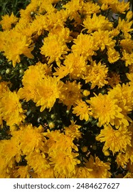 Yellow mum or chrysanth (Chrysanthemum) bloom completely. Yellow Chrysanthemum growing in the garden during autumn