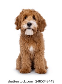 Happy labradoodle dog puppy sitting up facing front. Looking straight to camera with closed mouth. Isolated on a white background.