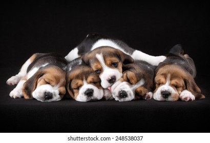 眠っている5匹の子犬