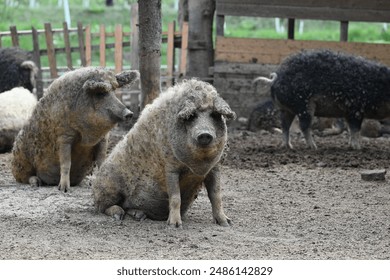 Il Mangalitsa - una razza ungherese di maiale domestico riccio con un mantello spesso e lanoso simile a quello di una pecora