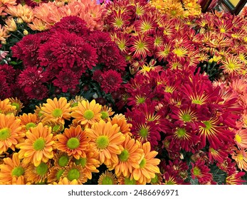 multi colored fall blooms for autumn chrysanthemums