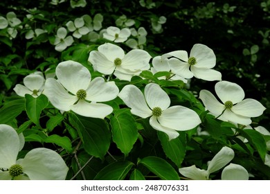 Beautiful white flowers on a Chinese Dogwood tree in a woodland garden in west Wales, UK.
