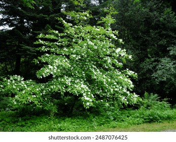 A beautiful Chinese Dogwood tree, with white flowers in full bloom, in a woodland garden near Amroth, Pembrokeshire, Wales, UK