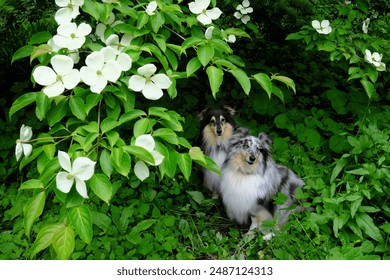 Two adorable Shetland Sheepdogs sitting beneath the white flowers on a Chinese Dogwood tree in a woodland garden in west Wales, UK.