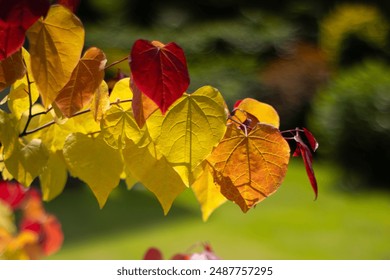 Věčný plamen (Cercis canadensis), barevný list, žlutá, zelená, oranžová, červená. Strom jako ozdoba, dekorace, letní zahrádka. Listy ve tvaru srdce. Příroda, tapety