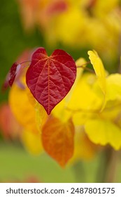 Věčný plamen (Cercis canadensis), barevný list, žlutá, zelená, oranžová, červená. Strom jako ozdoba, dekorace, letní zahrádka. Listy ve tvaru srdce. Příroda, tapety