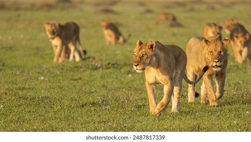Lion pride on a morning patrol. Western Serengeti, Grumeti area. Serengeti National Park, Tanzania.