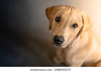 Super cute labrador retriever dog