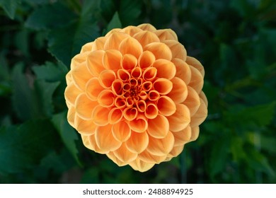 Sylvia dahlia floare. Frumos culoare caise bile varietate dahlia aproape.