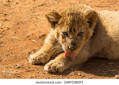 Endangered lion licking his hand on a hot day