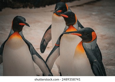 empat penguin kaisar dewasa di atas salju