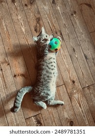 Anak kucing bermain sepak bola. Anak kucing berbaring dengan bola. Kucing memegang bola. Kucing di lantai kayu dengan bola berwarna-warni.