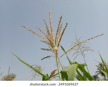 ดอกตัวผู้ของต้นข้าวโพด Zea mays L ดอกตัวผู้ในสวน ลวดลายดอกตัวผู้ของข้าวโพด