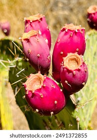 Red cactus fruit on cactus in Grand Canyon National Park