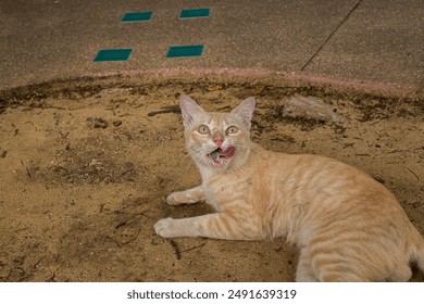 Adorable little orange cat playfully sticking out his tongue while lying on the sand.