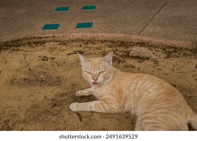 Adorable little orange cat playfully sticking out his tongue while lying on the sand.