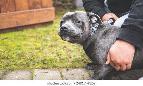 Léif blo gro Pitbull Bulldog Hond