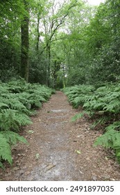 Foto itu merakamkan hutan kecil yang dipenuhi dengan paku-pakis hijau yang meriah dan pokok-pokok tinggi. Pakis-pakis yang subur menghiasi lantai hutan, manakala pokok-pokok menjulang di atas.