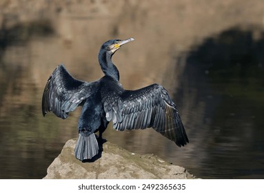 صورة لطائر الغاق الكبير (Phalacrocorax carbo) وهو يستحم في الشمس في النهر. طائر مائي أسود كبير يجفف أجنحته وريشه. منظر جانبي لطائر غاق كبير أسود بجناحيه مفتوحين على مصراعيهما.
