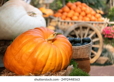 Esposizione di zucche e zucchette dal festival della fiera del raccolto con molte specie locali e tradizionali coltivate biologicamente a livello locale per la stagione autunnale.