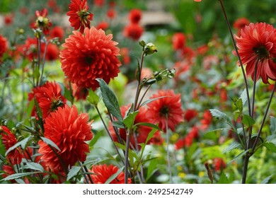 Dalii roșii în grădina de vară. O plantă mexicană cu rădăcini tuberoase din familia Daisy. Frumos fundal natural.