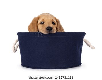 Cute 7 weeks old Labrador dog puppy, sitting in blue basket. Looking towards camera and biting naughty on edge basket. Isolated on a white background.