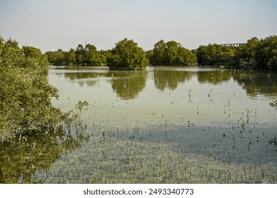 เขตอนุรักษ์ธรรมชาติป่าชายเลนในอาบูดาบี สหรัฐอาหรับเอมิเรตส์