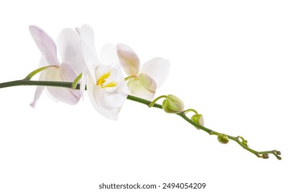 Orkid Phalaenopsis Putih, Orkid Rama-rama diasingkan pada latar belakang putih, dengan laluan keratan